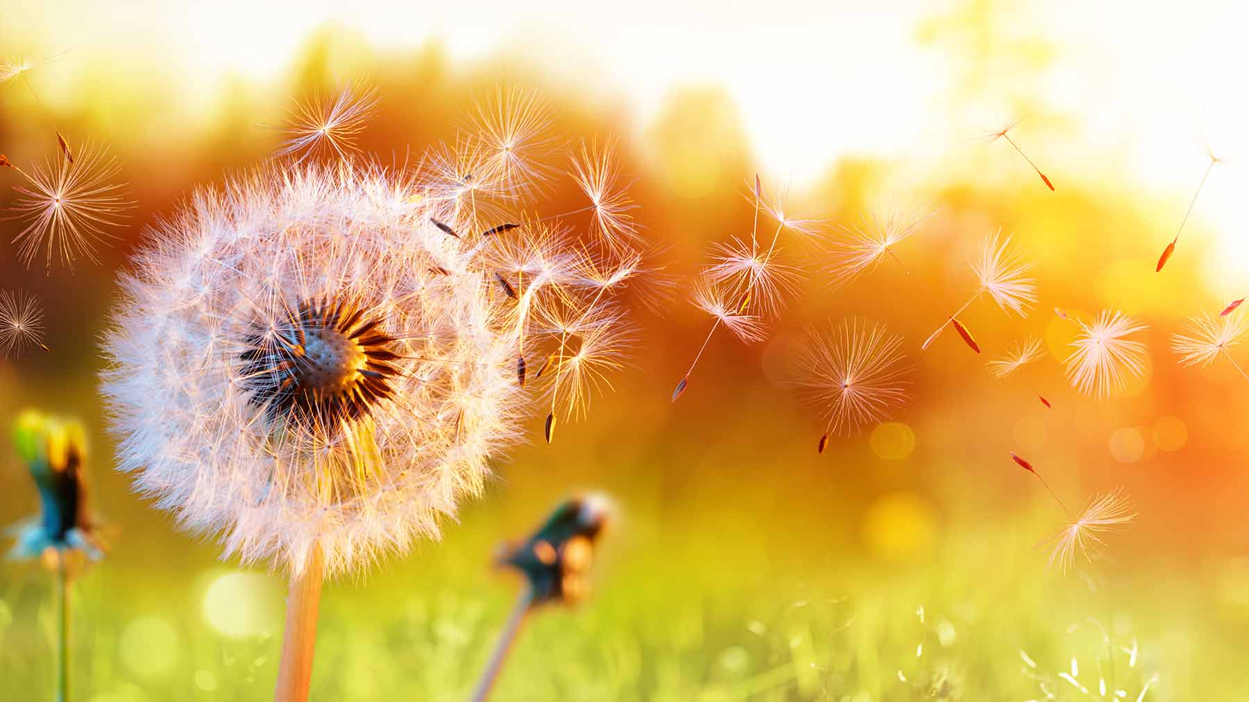 Dandelions blowing in the wind at sunset