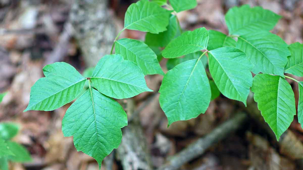poisonivy_small