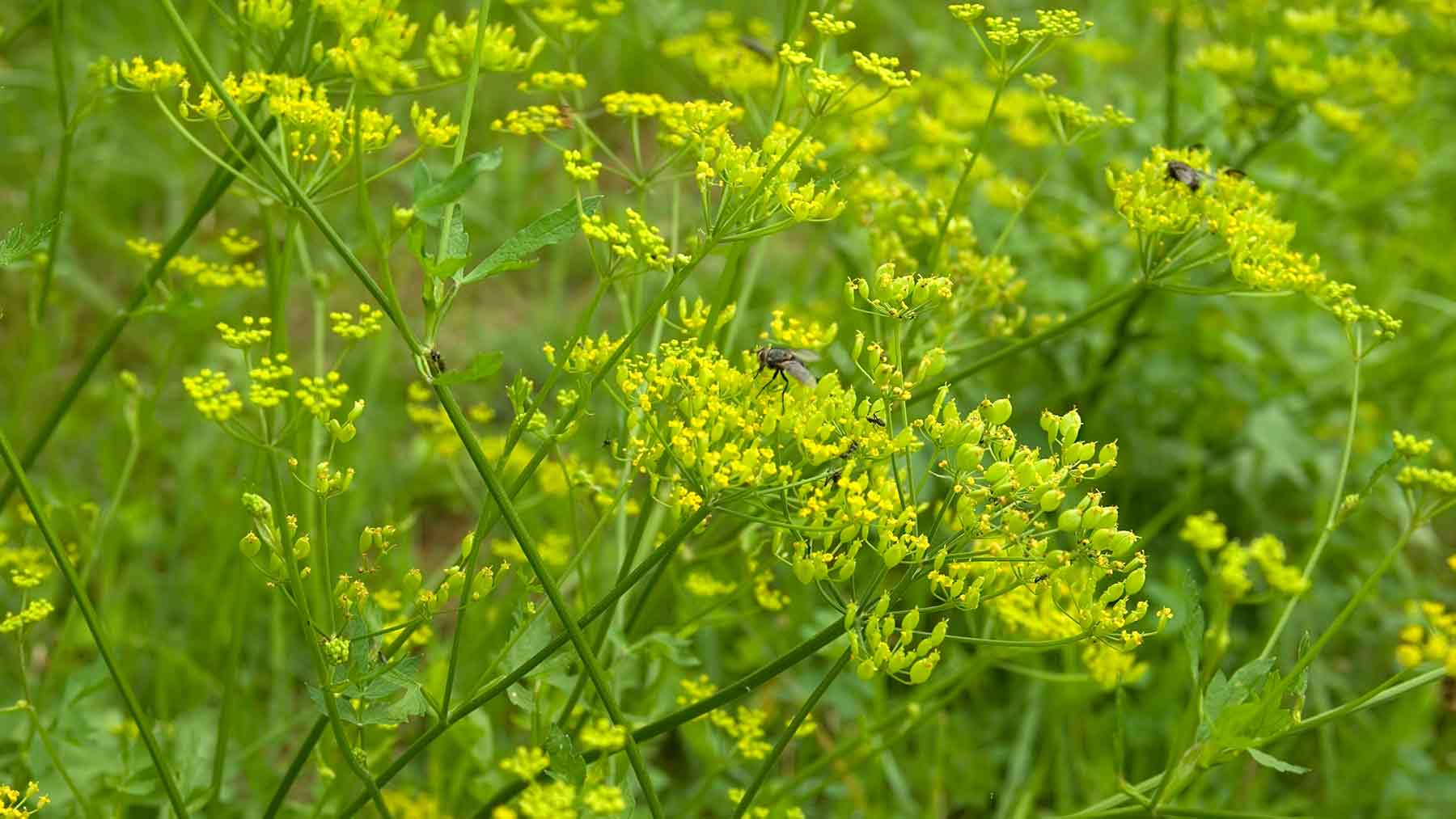 Beware of this poisonous plant that causes painful rash