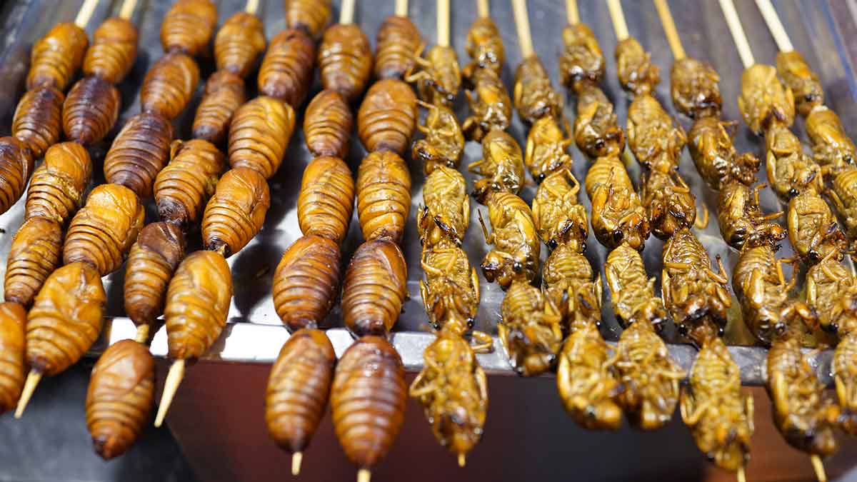 cicadablog_small