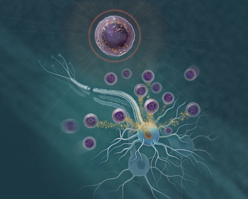 Neutrophil-Neuron