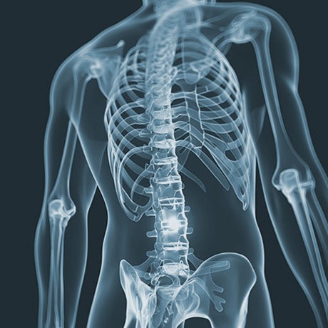 Bones of the spine