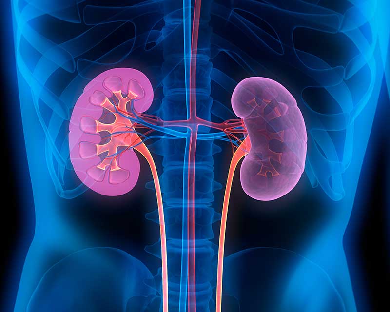 kidneydonor