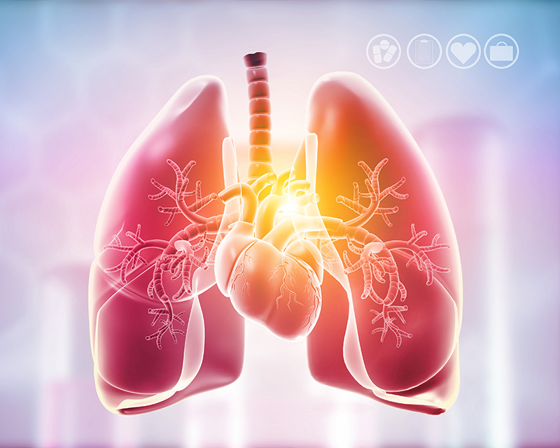 Lungs